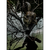 THE GAZETTE LIVE TOUR 13-14 [MAGNIFICENT MALFORMED BOX] FINAL CODA LIVE AT 01.11 YOKOHAMA ARENA＜初回生産限定盤＞