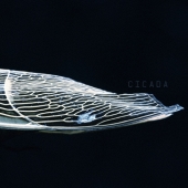 CICADA