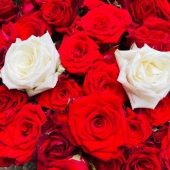 世界中に張り巡らされてる運命の赤い糸を全部切って僕に繋いで!?