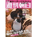 週刊朝日 2020年12月18日号＜表紙・猫(撮影: 岩合光昭)＞