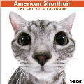 アメリカン・ショートヘア 2012年カレンダー