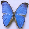 Progress Site