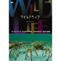ワイルドライフ オーストラリア メルボルンの海 10万匹のカニ 謎の大集結