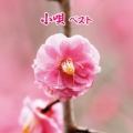 小唄 ベスト