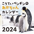 こうていペンギンのあかちゃんカレンダー 2024