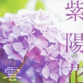 紫陽花