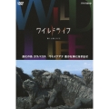 ワイルドライフ 進化の島 ガラパゴス ウミイグアナ 豊かな海に泳ぎ出せ