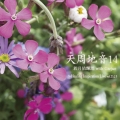 天周地音14