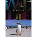 ワイルドライフ 大西洋フォークランド諸島 ペンギン王国の夏 走れ!跳べ!