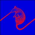 Rats Don't Eat Synthesizers<限定盤>