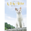 テレビ愛媛開局45周年記念 しまねこ日和 ～瀬戸内・青島のねこたち～ 1