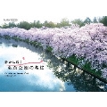 静かに咲く 弘前公園の名桜