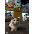 岩合光昭の世界ネコ歩き チリ