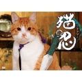 ドラマ「猫忍」DVD-BOX