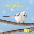 まんまるかわいい雪の妖精 シマエナガちゃん CALENDAR インプレスカレンダー2024