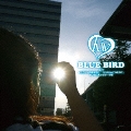 BLUE BIRD