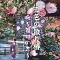 五色の散り椿/桜～舞妓の恋～