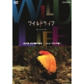 ワイルドライフ 幻の鳥 炎の舞に迫る ～ニューギニア島～
