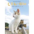 テレビ愛媛開局45周年記念 しまねこ日和 ～瀬戸内・青島のねこたち～ 2