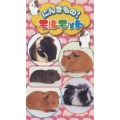 にんきもの！モルモット