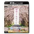 4K さくら HDR 春を彩る 華やかな桜のある風景