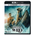 野性の呼び声 4K UHD [4K Ultra HD Blu-ray Disc+Blu-ray Disc]