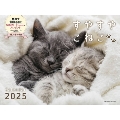 2025 すやすやこねこカレンダー