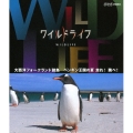 ワイルドライフ 大西洋フォークランド諸島 ペンギン王国の夏 走れ!跳べ!