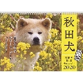 秋田犬 カレンダー 2020