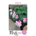 カレンダー2024 ミニカレンダー 野の花