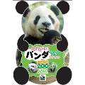 上野動物園・かわいいパンダたち 2012年 卓上カレンダー