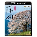 日本の一本桜 【4K・HDR】