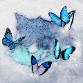 Frozen Butterfly [CD+DVD]