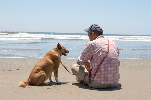 海辺の犬。