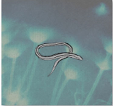 Bring on the Snakes<限定盤> Bring on the Snakes<限定盤>