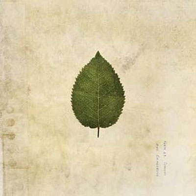 The Cold Still＜限定盤/Forest Green Vinyl＞