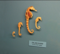 Curse of the Tuatara