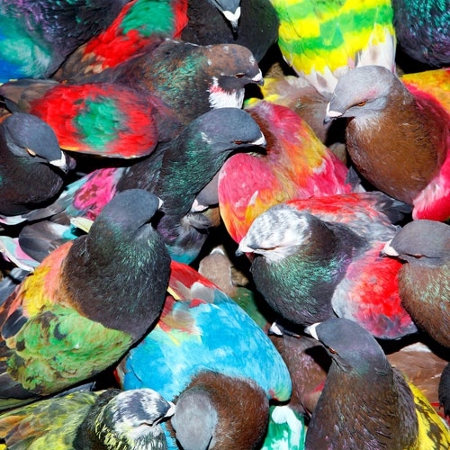 SickElixir SickElixir