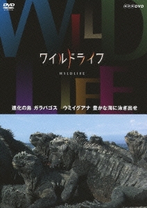 ワイルドライフ 進化の島 ガラパゴス ウミイグアナ 豊かな海に泳ぎ出せ