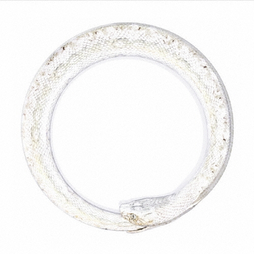 完全感覚Dreamer ［CD+DVD］＜初回限定盤＞/ONE OK ROCK