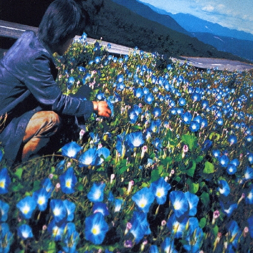 朝顔/レミオロメン 朝顔/レミオロメン