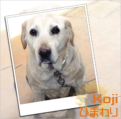 TOWER RECORDS ONLINE㤨Koji (J-Pop/Ҥޤ[SHCS-136]פβǤʤ1,047ߤˤʤޤ