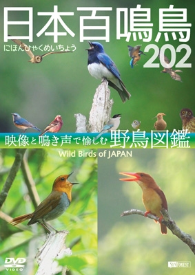 ɴĻ 202 HD/ϥӥĤĻ޴ Wild Birds of Japan HD[SDB-13]
