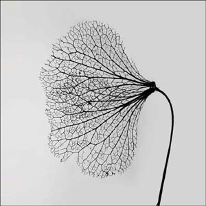 TOWER RECORDS ONLINE㤨LTO (Club/Storybook[INJA006]פβǤʤ3,190ߤˤʤޤ