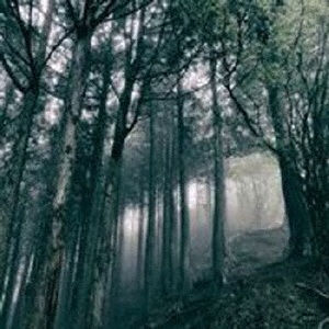 In The Dark Woods ［CD+DVD］