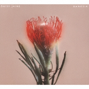 Daisy Jaine/Banksia[DAISY-001]