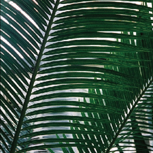 TOWER RECORDS ONLINE㤨Acryl/Portion[SRCD-065]פβǤʤ2,200ߤˤʤޤ