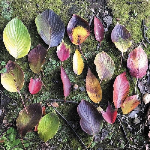 言葉のない短篇 Short Stories without Words