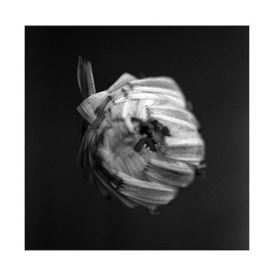 TOWER RECORDS ONLINE㤨A Swarm Of The Sun/An Empire[PEL268CD]פβǤʤ2,490ߤˤʤޤ