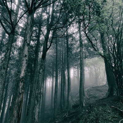 Akira Kosemura/In The Dark Woods